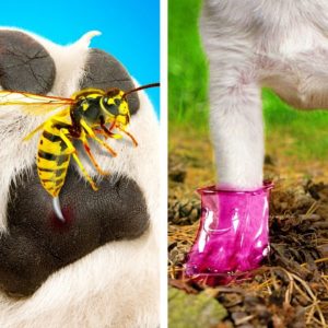 OMG! Smart Pet Owners Should See These Gadgets & Hacks