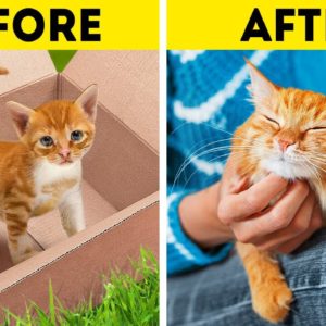 STRAY CAT STORY | Funny And Useful Pet Hacks And Awesome DIY Crafts