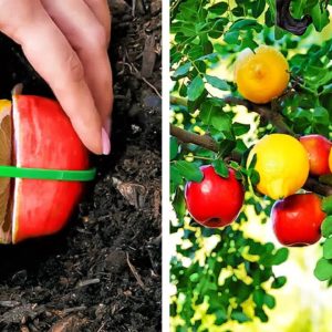 Esay Hacks to Grow Fruits And Vegetables 🍅🍓 Simple Tips for a Thriving Garden