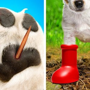 Cool Pet Gadgets And Genius Pet Hacks For Your Lovely Cats And Dogs 🐕🐈😺