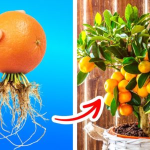 Great ideas and hacks for growing plants