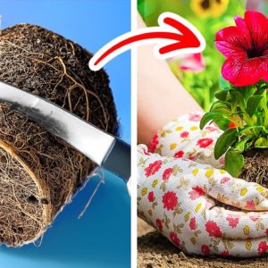 SMART HACKS TO EASILY GROW YOUR OWN PLANTS