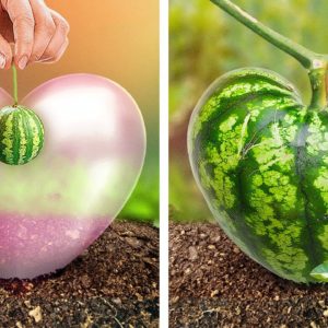 Discover New Gardening Hacks for Spring 🥕🌱🌷Beautiful Ideas for Abundant Flowers and Veggies