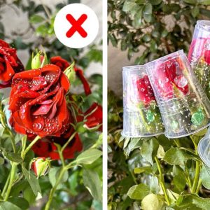 Tried-and-True Gardening Hacks that Actually Work 🌿🌹