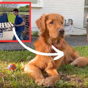 People with dogs are flipping out over this brilliant new pallet idea!