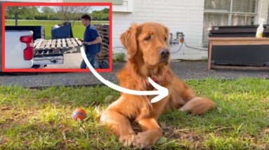 People with dogs are flipping out over this brilliant new pallet idea!