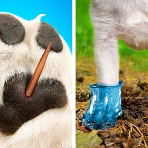 GENIUS HACKS FOR PET OWNERS 🐶 Cute DIYs, Fun Toys and Useful Gadgets